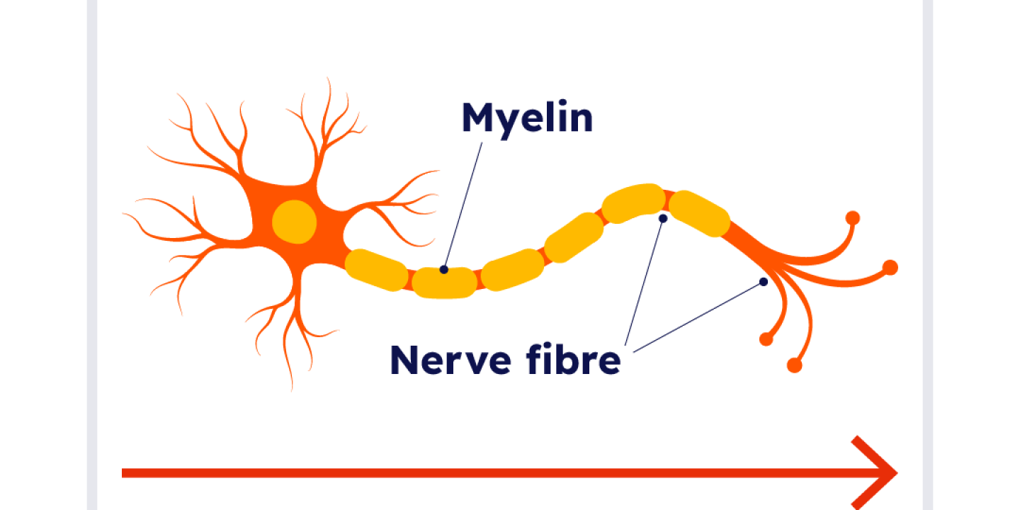 Illustration of nerve cell and myelin