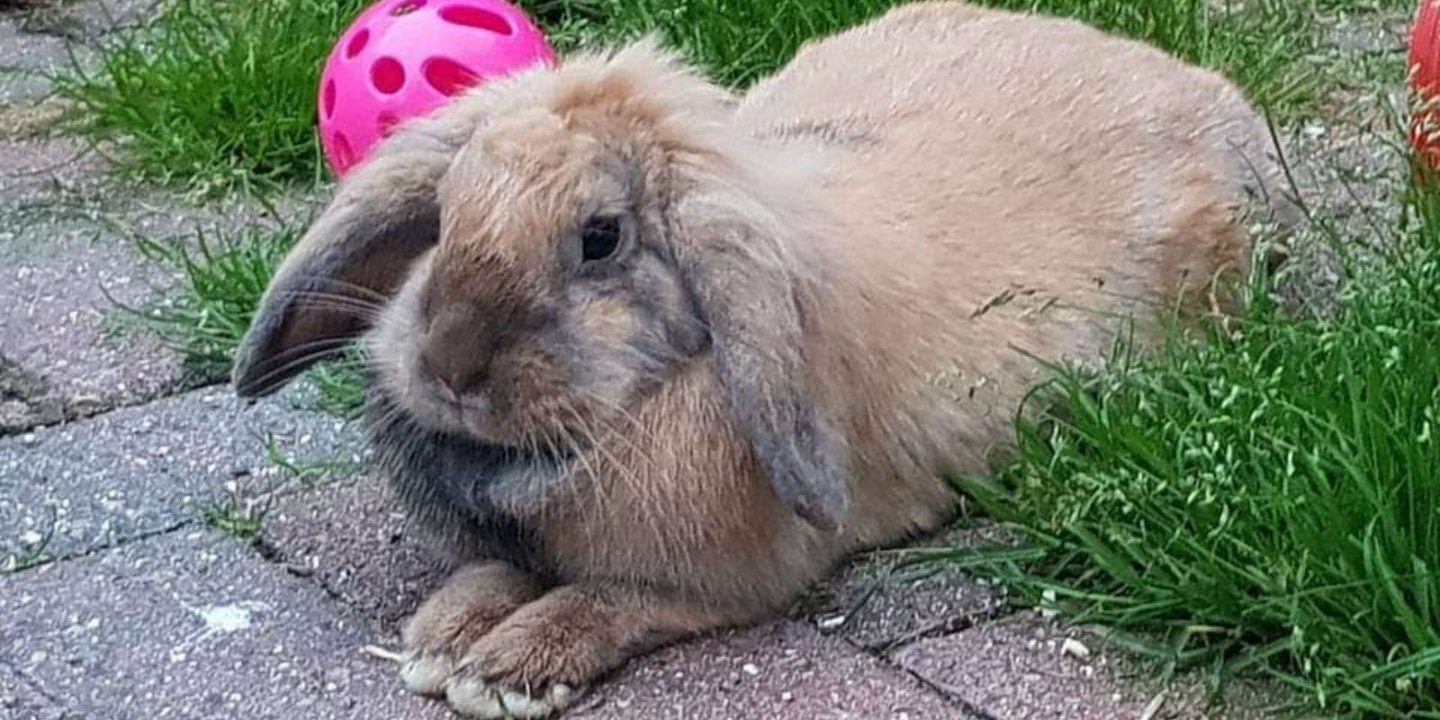 Binky sits in the garden, looking very fluffy.