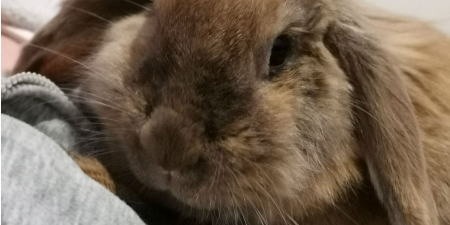 Close up of Binky the Bunny, with her long brown fluffy ears.