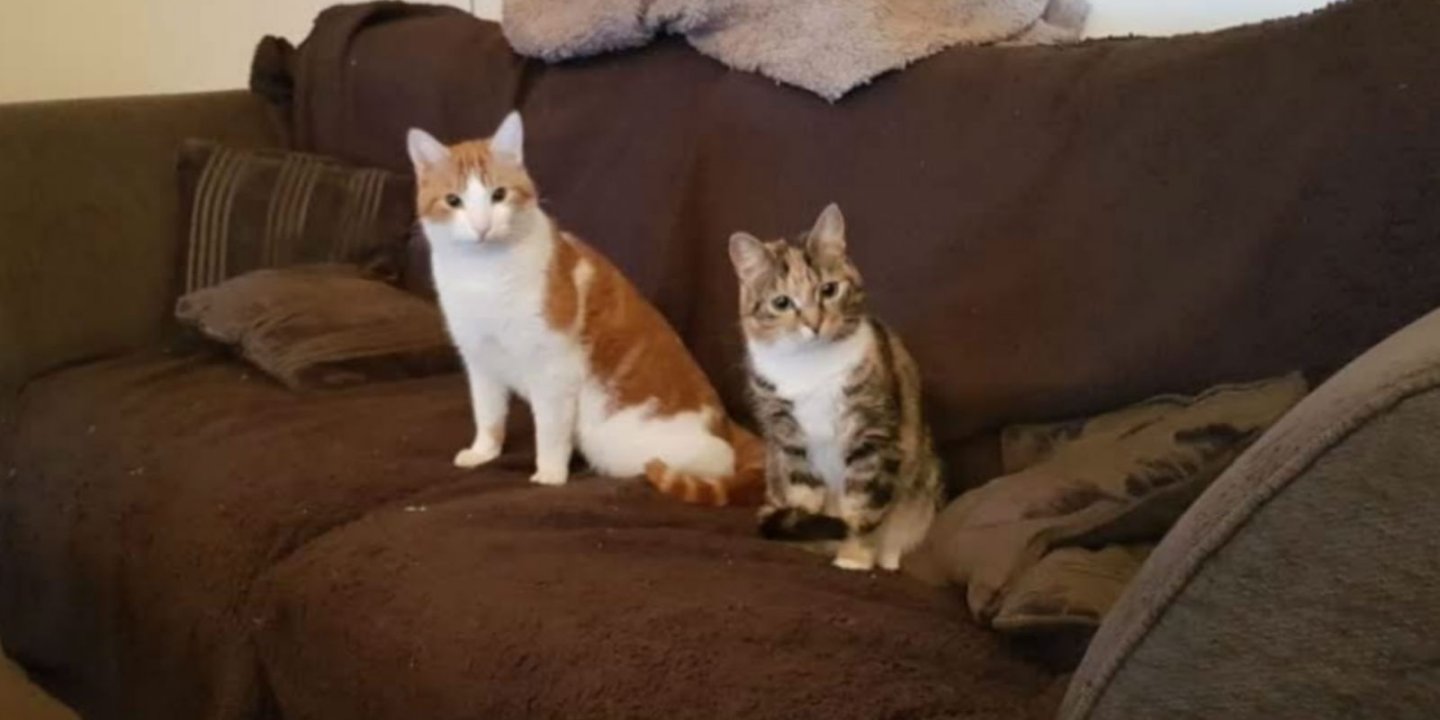 Two cats sitting on a sofa - perhaps after being chased up there by Binky the Bunny.