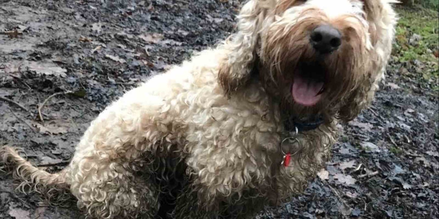 Felix the dog outside in the mud