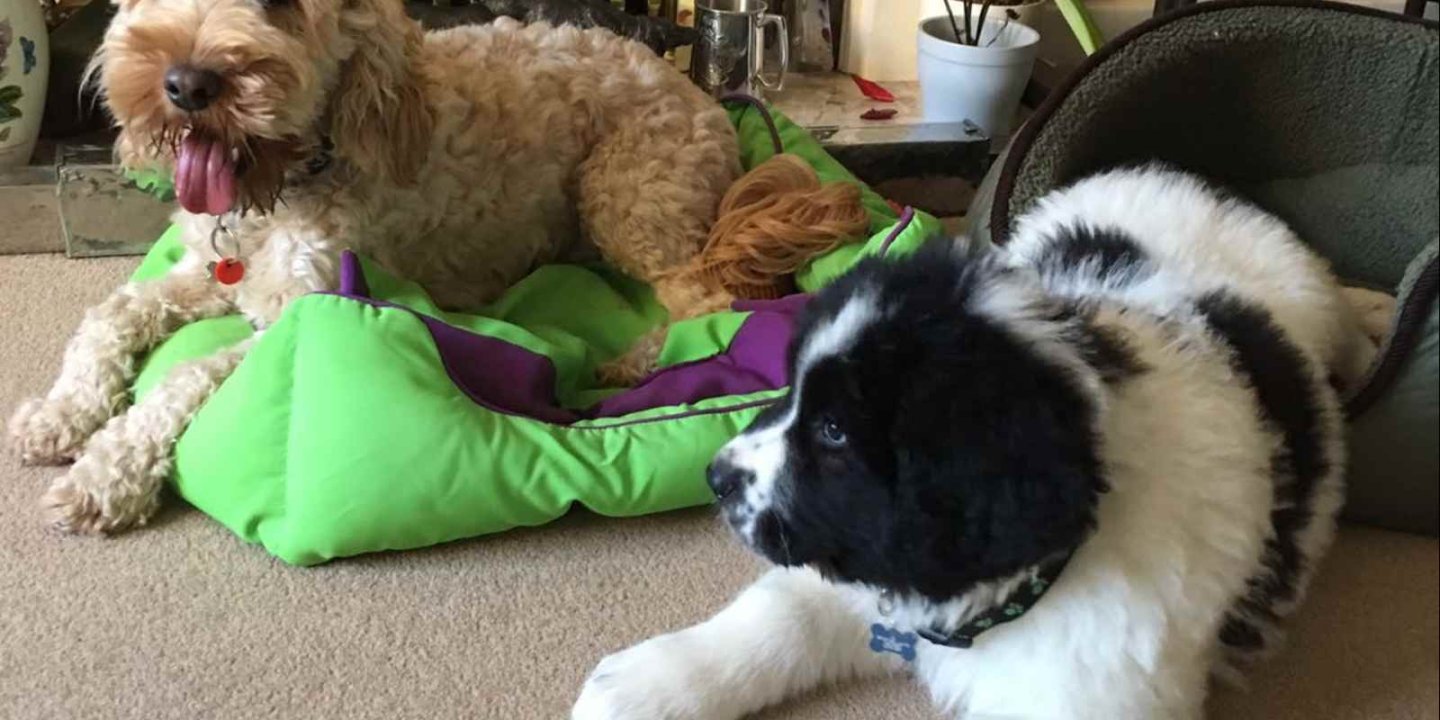 Felix the dog at home with another dog