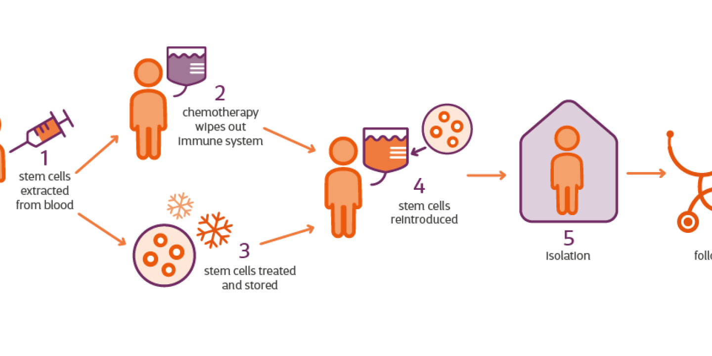 infographic shows HSCT stages, how stem cells are extracted and reintroduced after chemotheraphy is used to wipe out the immune system