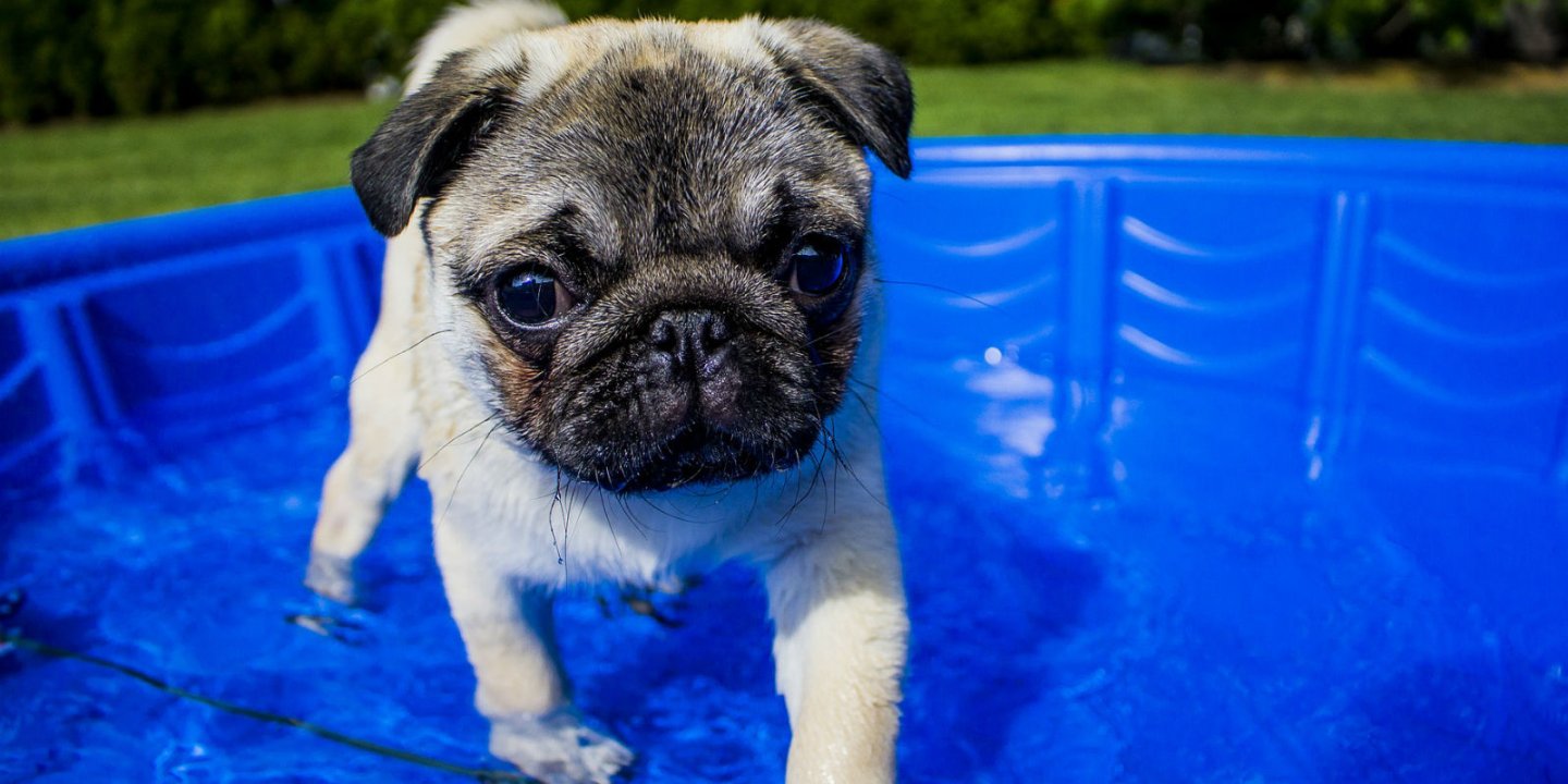 photo: a Pug in a pool