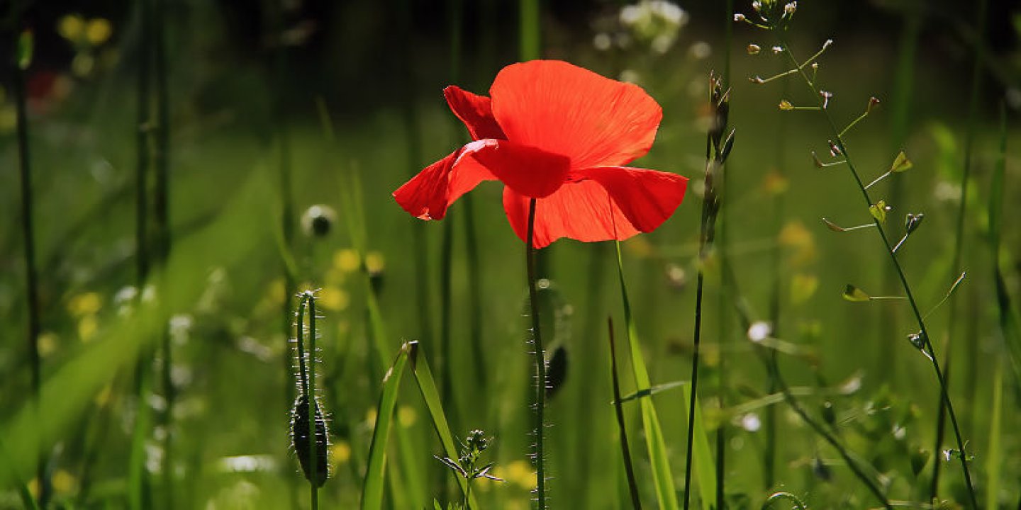 NGS Light - flower