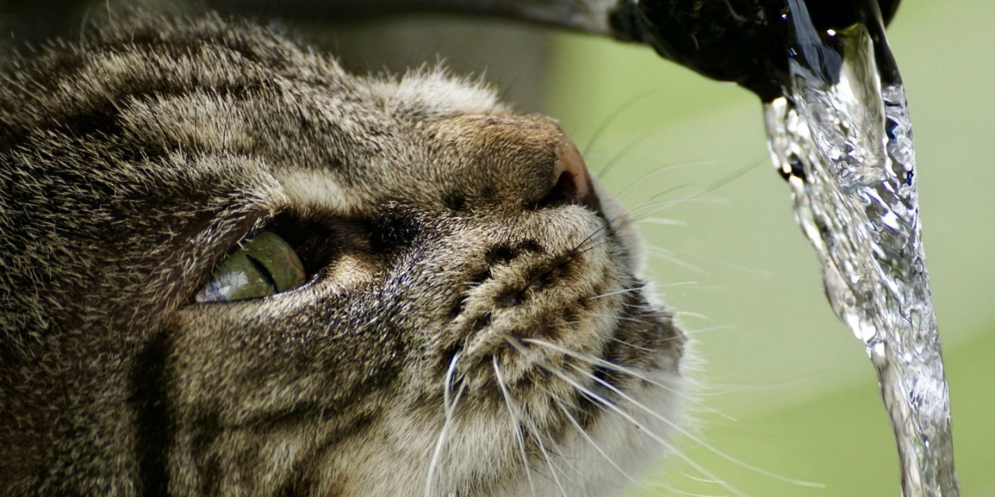 a photo of a Cat drinking water from a hose