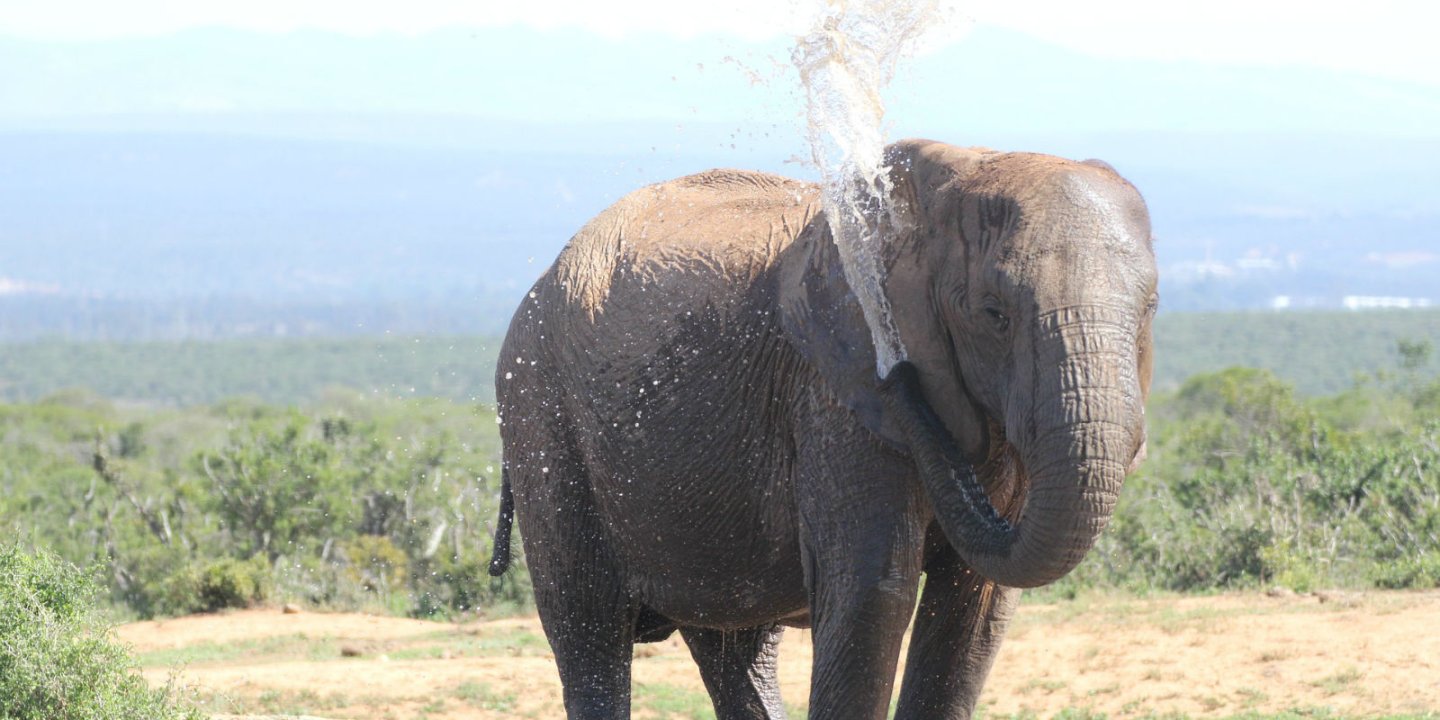 Photo: an Elephant spraying water on itself