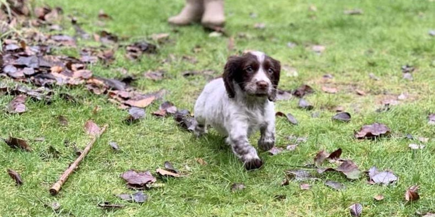 Ilya the spaniel puppy runs across green grass littered with autumn leaves