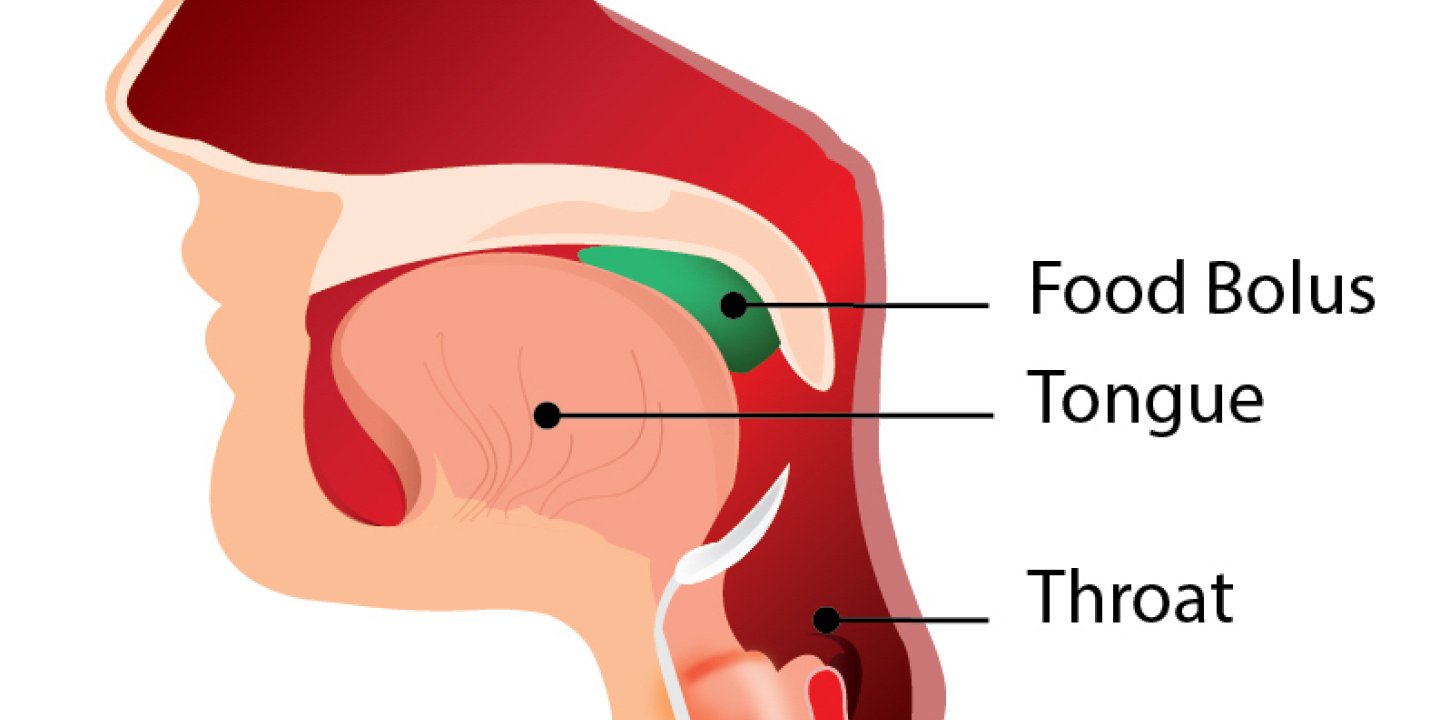 Diagram of how we swallow