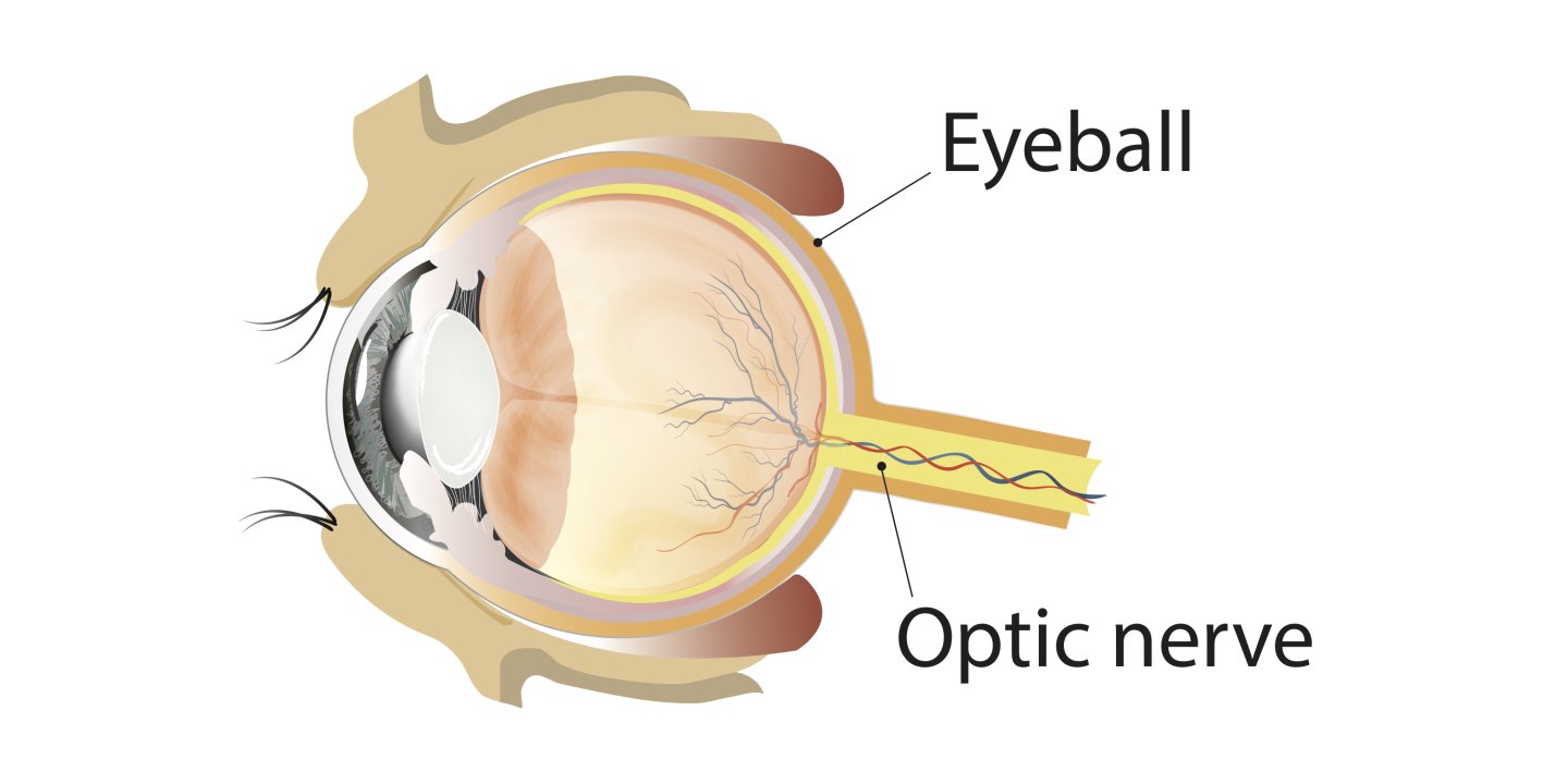 A technical diagram of the eye ball and optic nerve in side profile