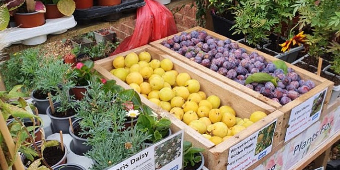 A selection of plants