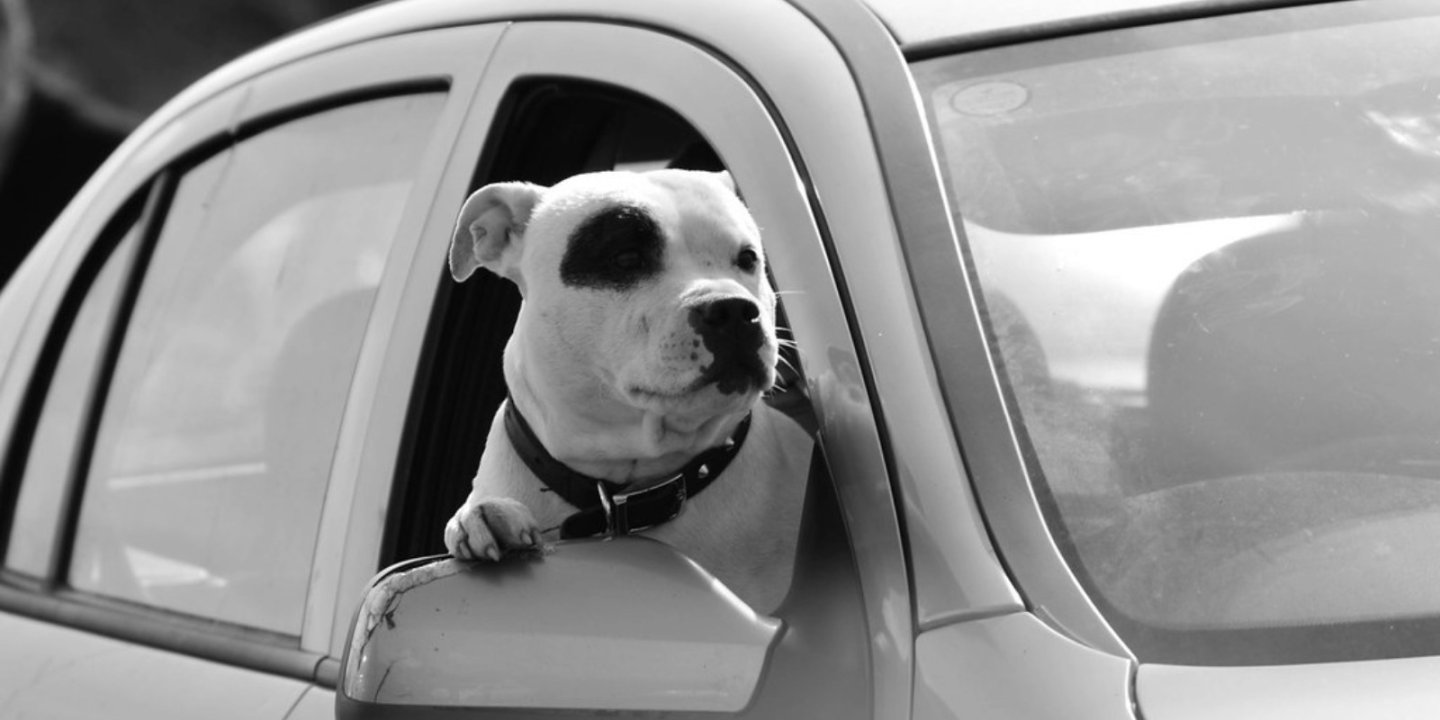 A black and white photograph of a dog with it's head poking out of a car window.
