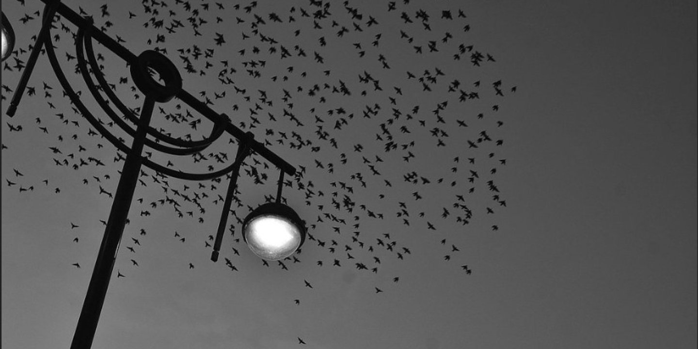A black and white photo of a murmuration of starlings above a street light