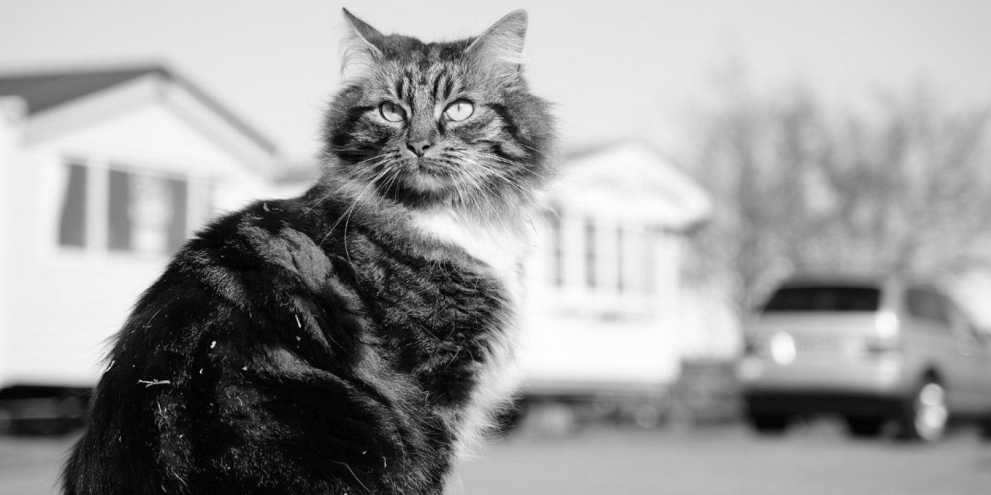 A black and white photograph of a regal looking cat.