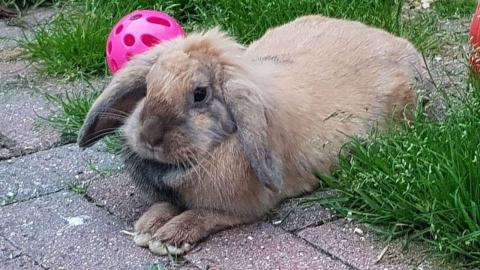 Binky the Bunny