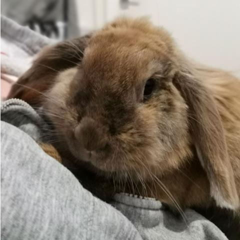 Binky the Bunny