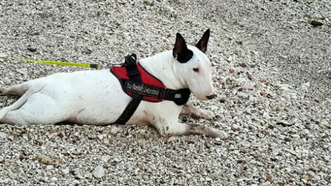 Bowser the dog is in running for an award from Crufts