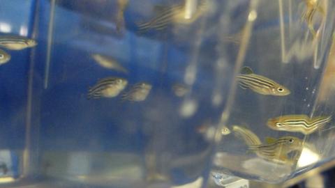 David Lyons - fishes