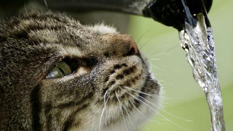 a photo of a Cat drinking water from a hose