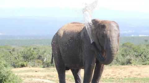 Photo: an Elephant spraying water on itself