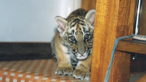 A tiger cub on stairs looking to camera