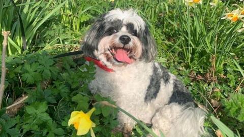 Woody the dog is small and white with grey patches. His tongue is hanging out and he looks happy. He's sitting in a patch of daffodils.