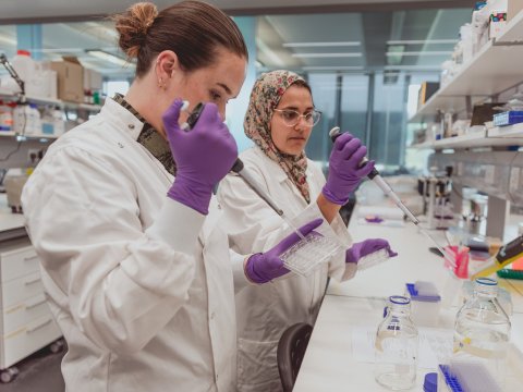 Two researchers are wearing white lab coats with purple gloves. One of them has brown hair, tied in a bun. The other is wearing a hijab and glasses.They are using pipettes to move small amounts of liquid from a glass bottle.