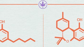 Image: A graphic showing the chemical structure of cannabis
