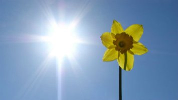 A photo showing a flower and the sun