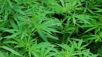 A photo fo a cannabis to demostrate how cannabis and CBD oil can be used to help treat MS