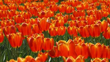 a photo of a field of Tulips
