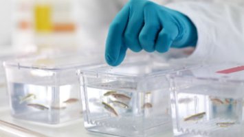A gloved hand handles 3 containers of zebra fish.