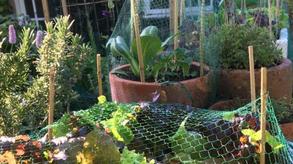 Salad leaves growing under netting, other plants growing in pots