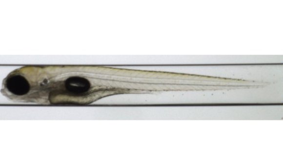 zebrafish embryo 