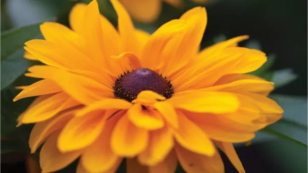 Photo: A Orange Flower