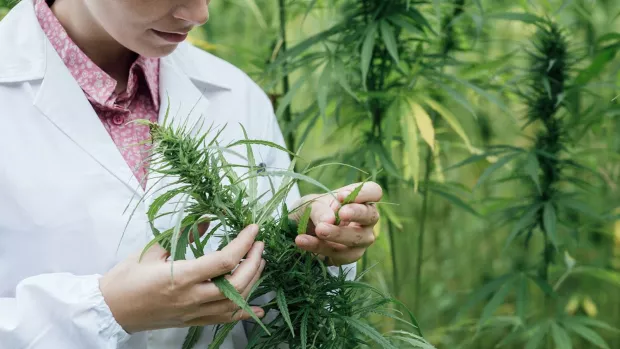 an image of hands holding a Cannabis plant