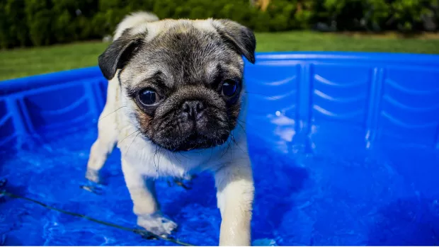 Photo: a pug in a paddling pool