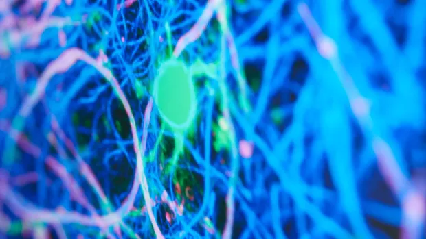 Photo: Immuno fluorescence at the Edinburgh lab