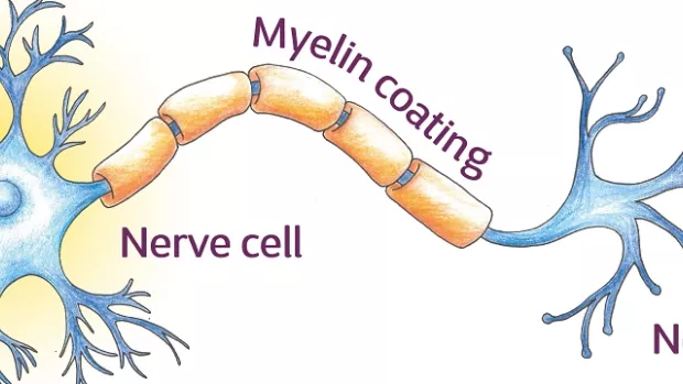 Illustration of nerve cell and myelin
