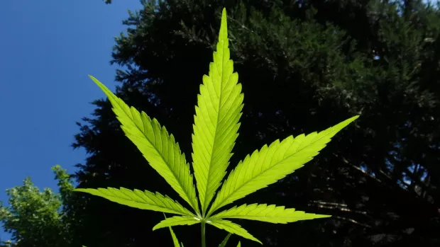 a photo of  a Cannabis leaf with a blue sky