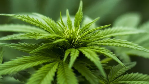 image of Cannabis leaves close up