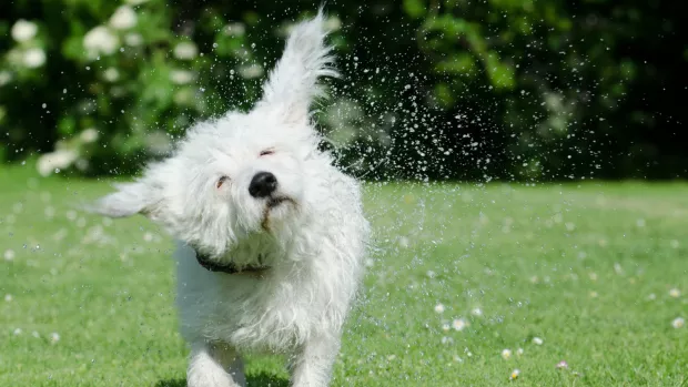 Photo: A small white dog shaking water from itself