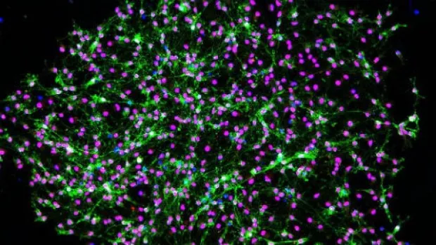 Nueral cells