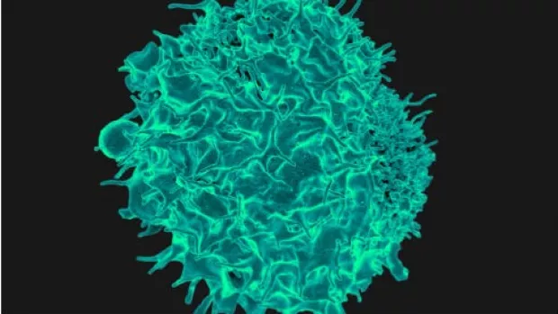 Image shows a close up of an immune cell