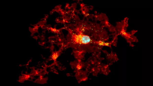 Oligodendrocytes under the microscope