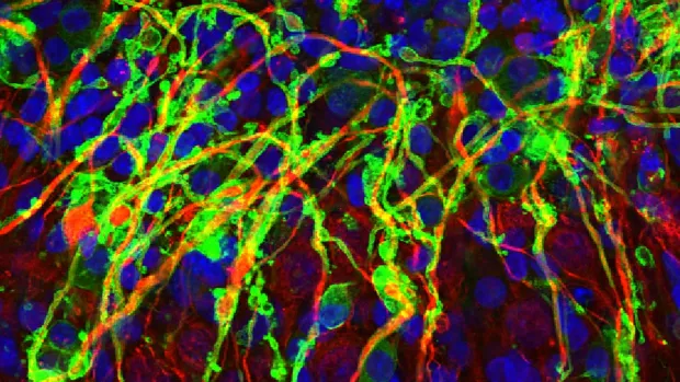 Myelinating to nerve axons through microscope