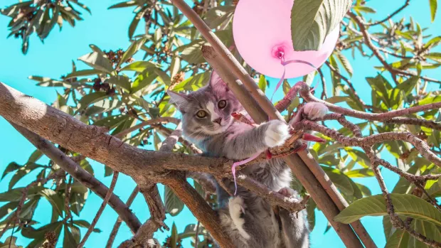 Grey and white cat up a tree with a pink balloon