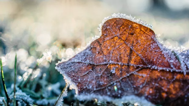 A brown leaf laying on grass both are covered in frost
