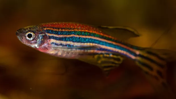 A small zebrafish, horizontally stripped with pearlescent blues, greens and oranges