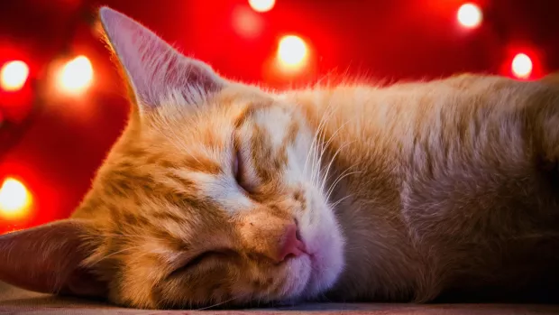 Photo of a ginger cat sleeping in front of red Christmas lights